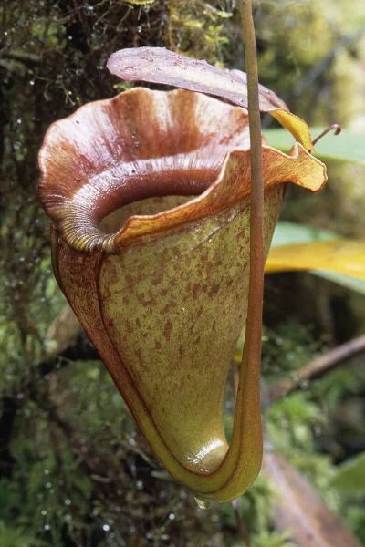 Nepenthes jacquelinae (West Sumatra) 大森食虫植物農園