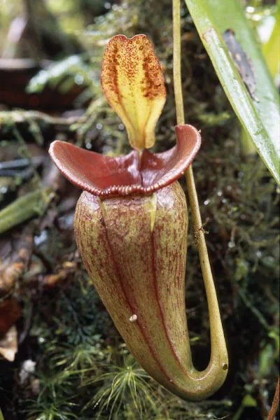 Nepenthes jacquelinae (West Sumatra) 大森食虫植物農園
