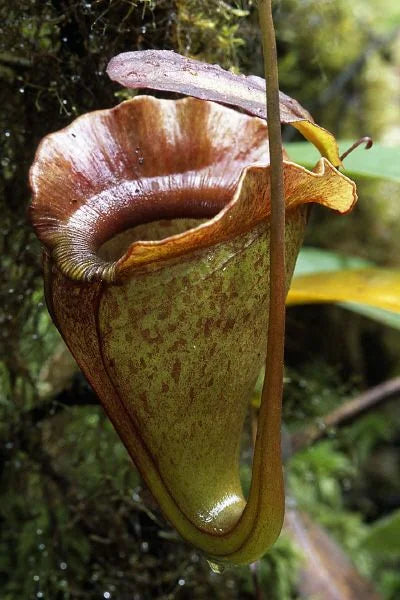 Nepenthes jacquelinae (West Sumatra) 大森食虫植物農園