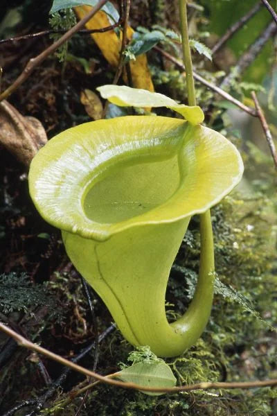Nepenthes jacquelinae (West Sumatra) 大森食虫植物農園