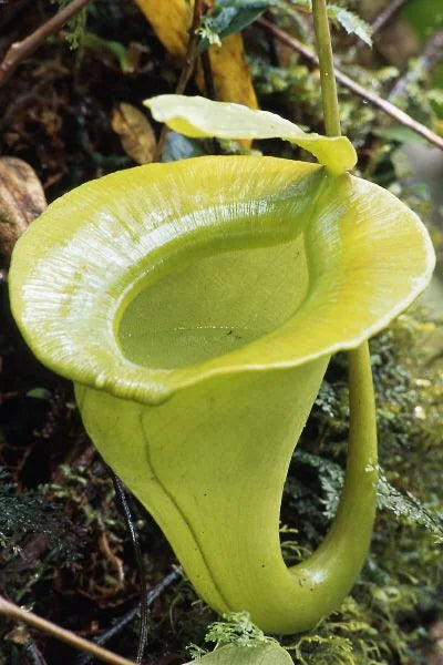 Nepenthes jacquelinae (West Sumatra) 大森食虫植物農園