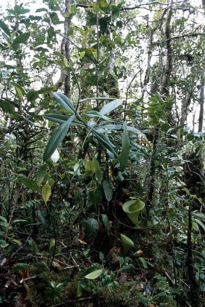 Nepenthes jacquelinae (West Sumatra) 大森食虫植物農園