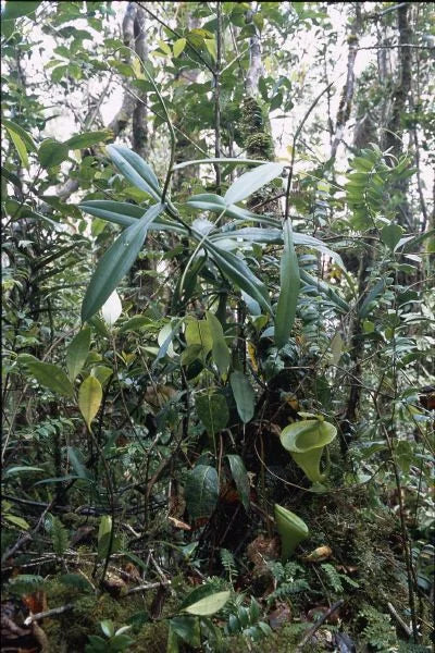Nepenthes jacquelinae (West Sumatra) 大森食虫植物農園