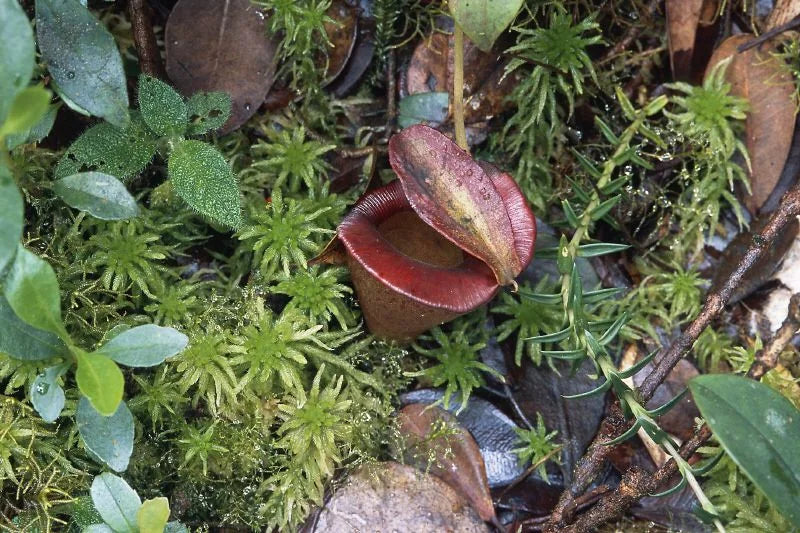 Nepenthes jacquelinae (West Sumatra) 大森食虫植物農園