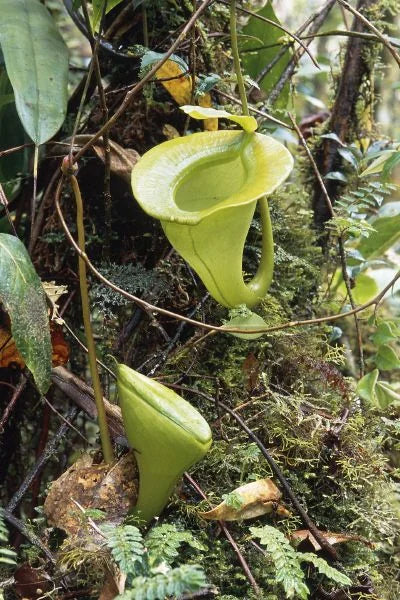 Nepenthes jacquelinae (West Sumatra) 大森食虫植物農園