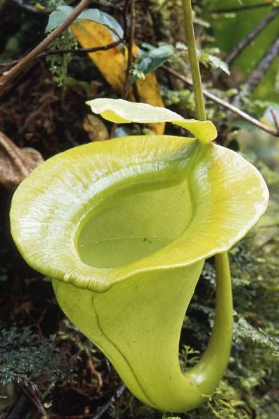 Nepenthes jacquelinae (West Sumatra) 大森食虫植物農園
