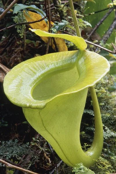 Nepenthes jacquelinae (West Sumatra) 大森食虫植物農園