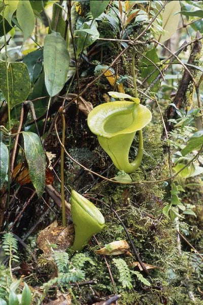 Nepenthes jacquelinae (West Sumatra) 大森食虫植物農園