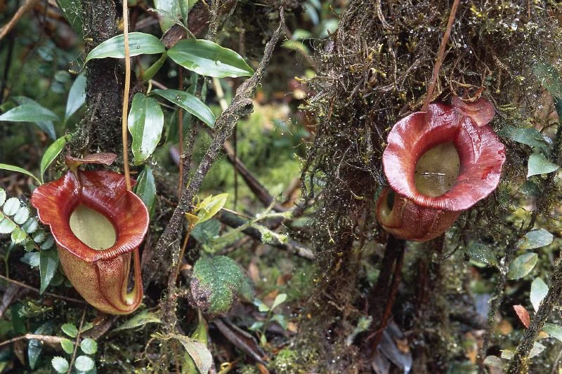 Nepenthes jacquelinae (West Sumatra) 大森食虫植物農園