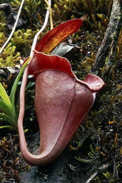 Nepenthes jacquelinae (West Sumatra) 大森食虫植物農園