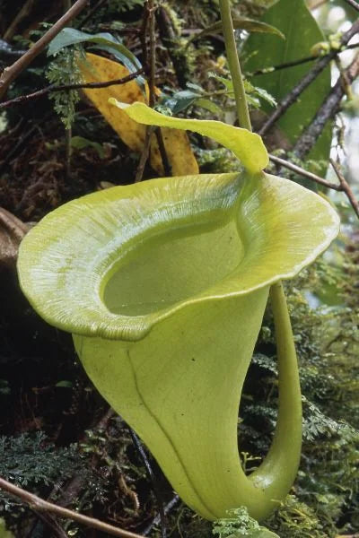 Nepenthes jacquelinae (West Sumatra) 大森食虫植物農園