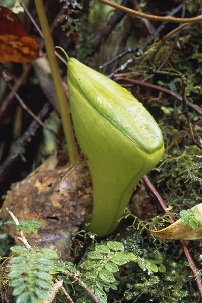 Nepenthes jacquelinae (West Sumatra) 大森食虫植物農園