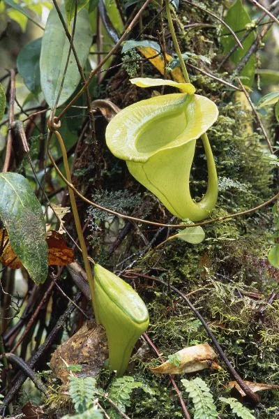 Nepenthes jacquelinae (West Sumatra) 大森食虫植物農園