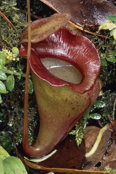 Nepenthes jacquelinae (West Sumatra) 大森食虫植物農園