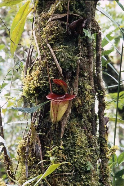 Nepenthes jacquelinae (West Sumatra) 大森食虫植物農園