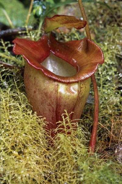Nepenthes jacquelinae (West Sumatra) 大森食虫植物農園