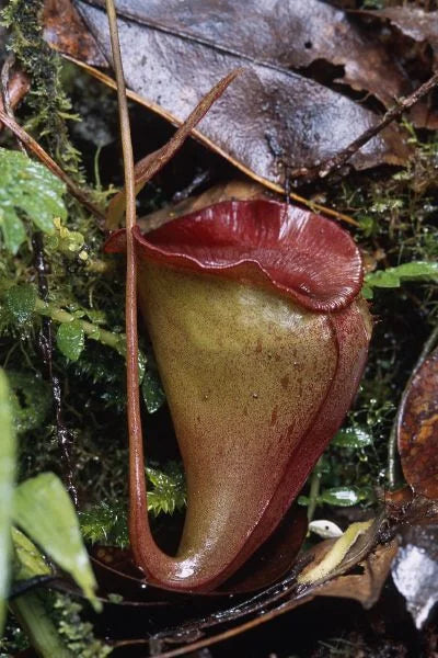Nepenthes jacquelinae (West Sumatra) 大森食虫植物農園