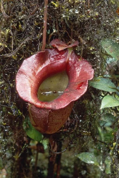 Nepenthes jacquelinae (West Sumatra) 大森食虫植物農園