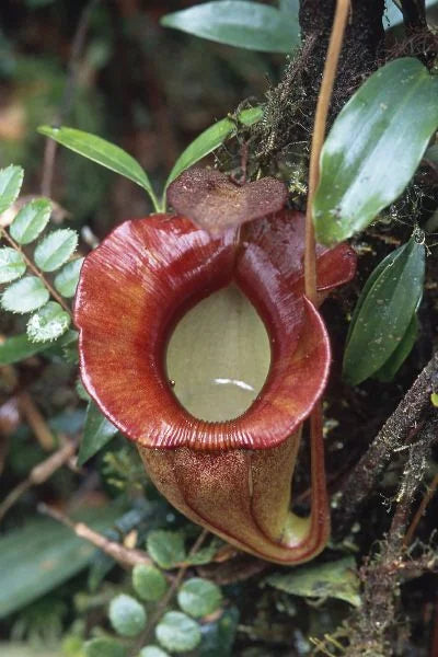 Nepenthes jacquelinae (West Sumatra) 大森食虫植物農園