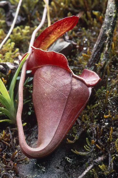 Nepenthes jacquelinae (West Sumatra) 大森食虫植物農園