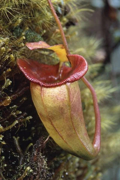 Nepenthes jacquelinae (West Sumatra) 大森食虫植物農園