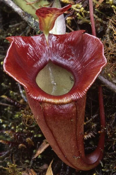 Nepenthes jacquelinae (West Sumatra) 大森食虫植物農園