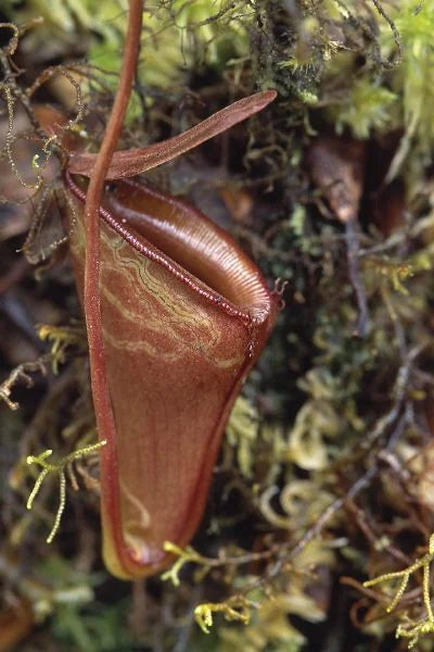 Nepenthes jacquelinae (West Sumatra) 大森食虫植物農園