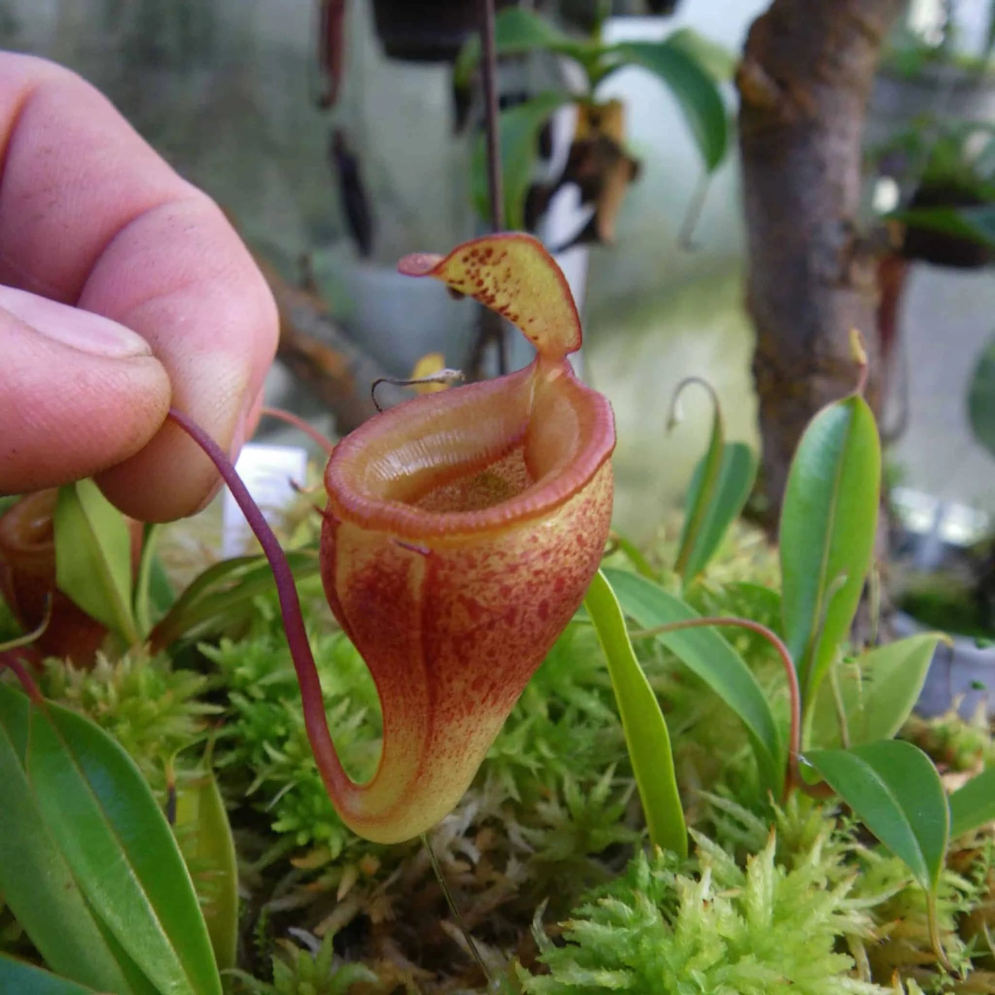 Nepenthes jamban, 8-12 cm 大森食虫植物農園