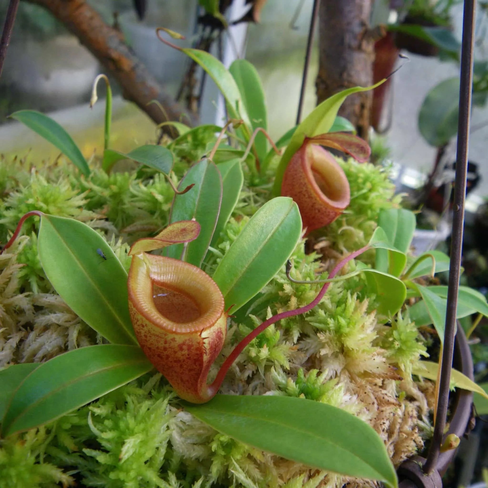 Nepenthes jamban, 8-12 cm 大森食虫植物農園