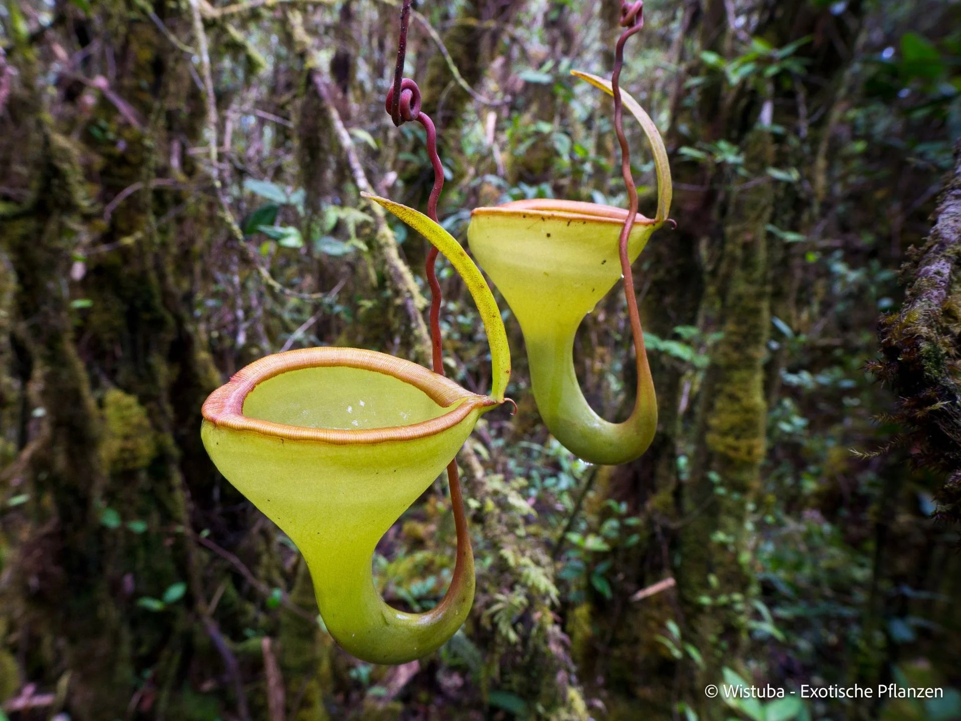 Nepenthes jamban 'Giant' (Gunung Malindang, Sumatra) 大森食虫植物農園