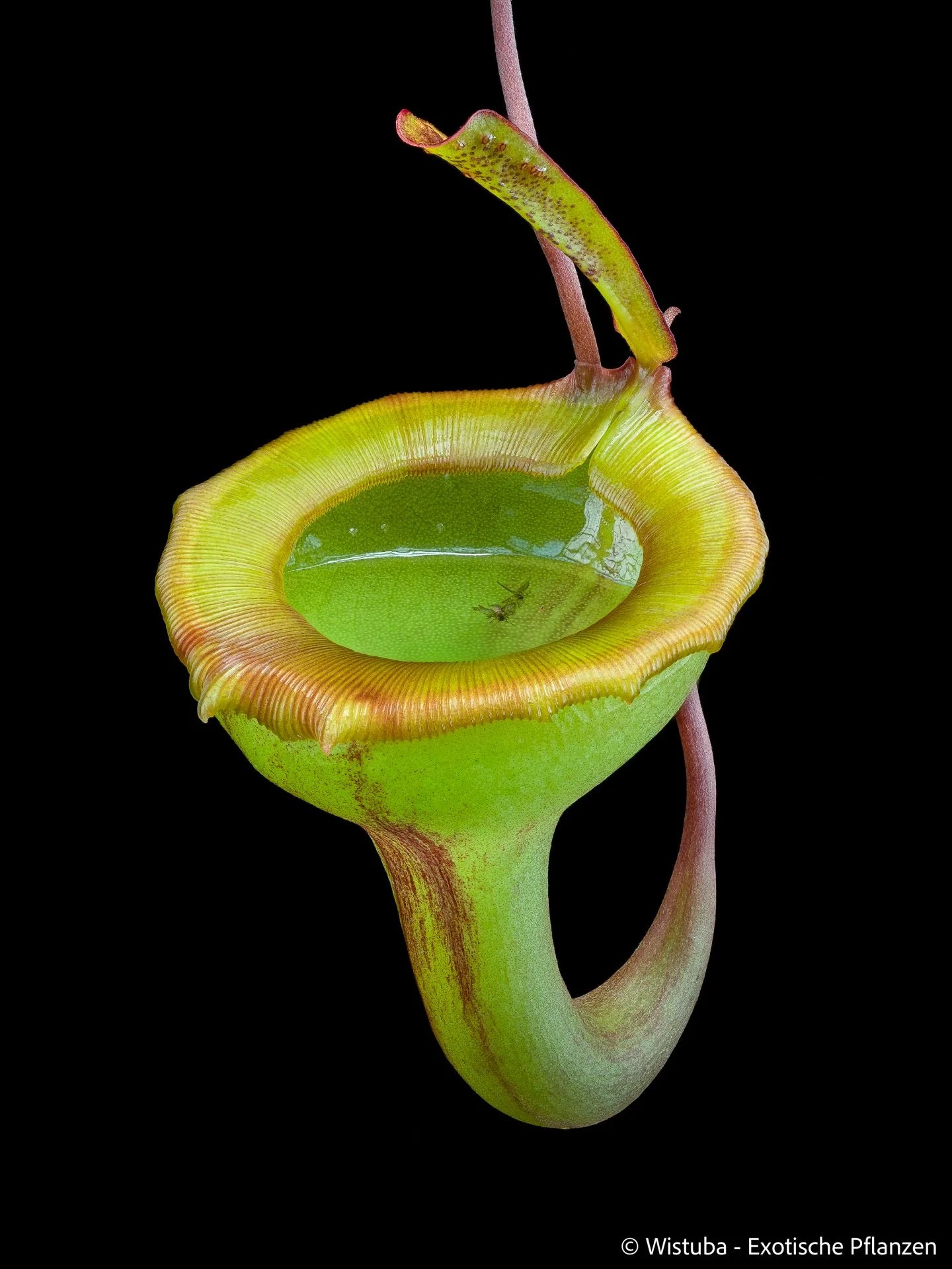 Nepenthes jamban (Sumatra) 大森食虫植物農園