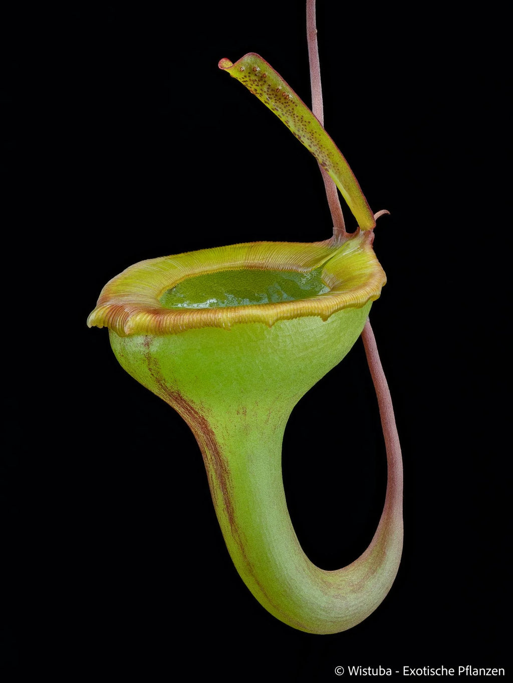 Nepenthes jamban (Sumatra) 大森食虫植物農園