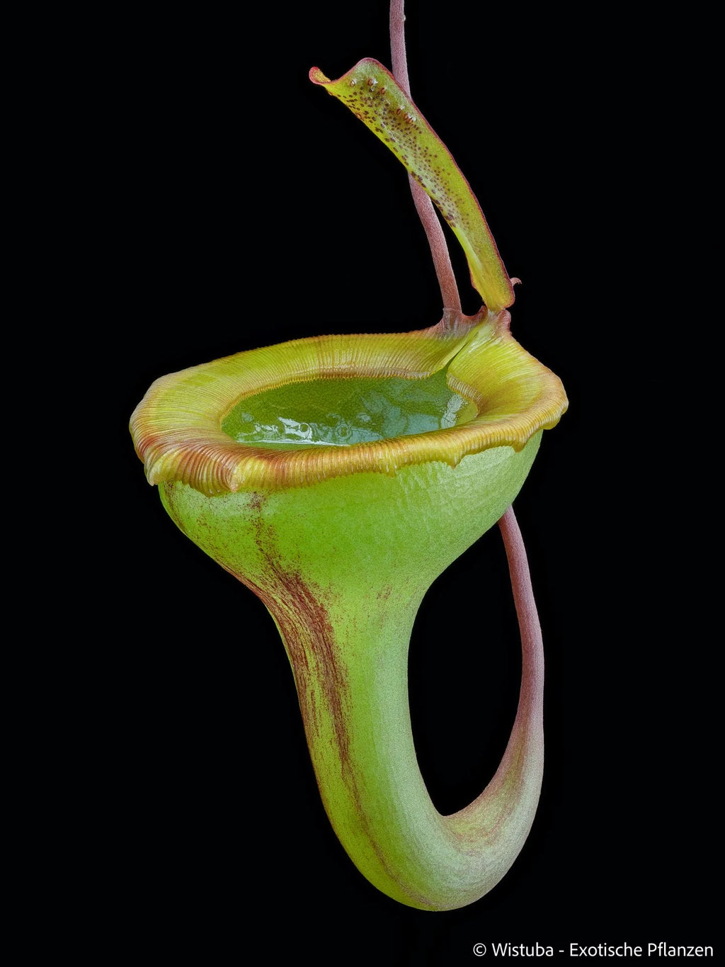 Nepenthes jamban (Sumatra) 大森食虫植物農園