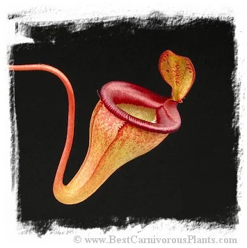 Nepenthes jamban {seedgrown individuals, Barisan Mountains, North Sumatra} [BCP ID# N2051, 2423, 2424, 2566] / 1株の苗, サイズ 4-8 cm 大森食虫植物農園
