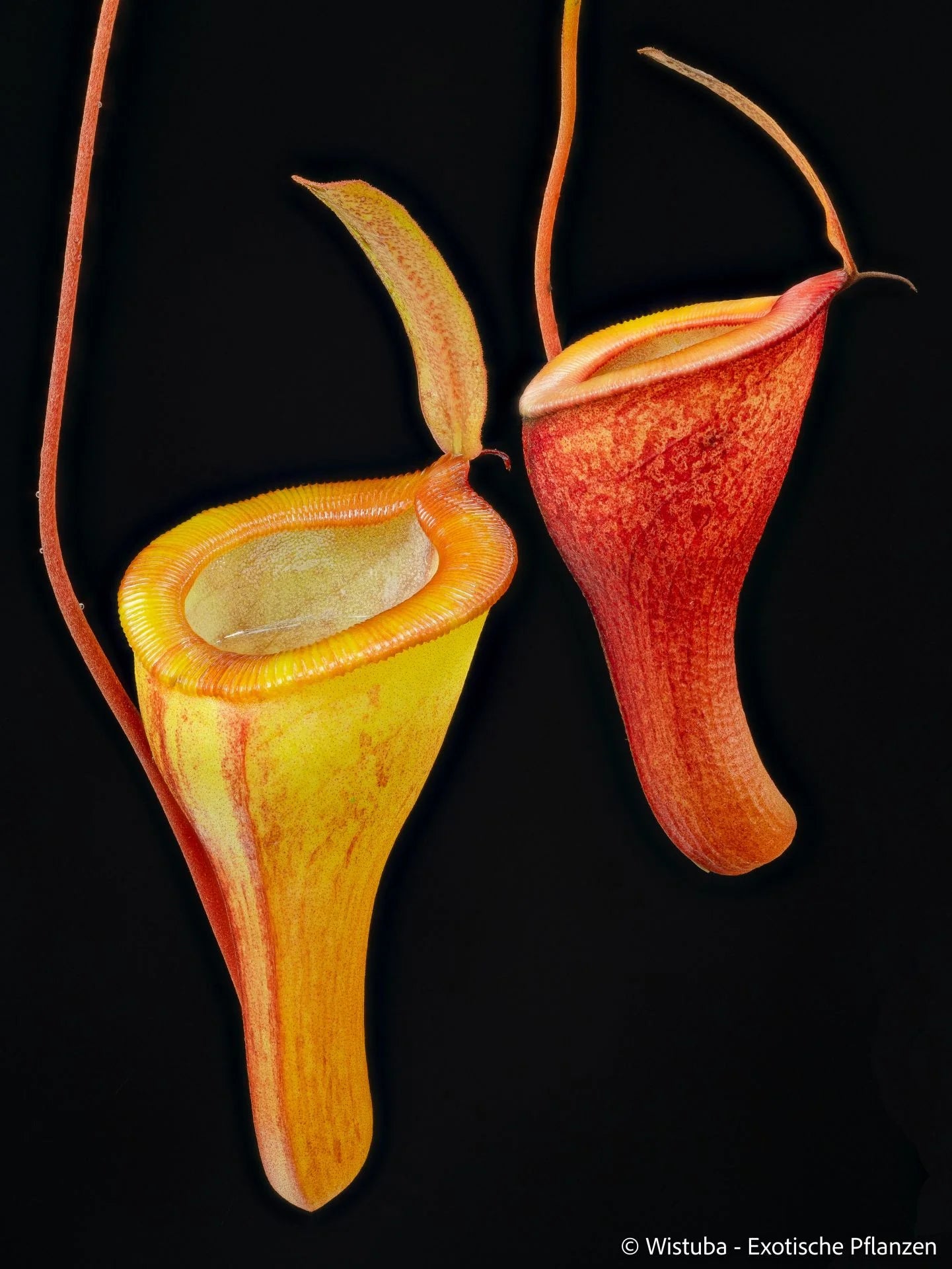 Nepenthes jamban x dubia 大森食虫植物農園