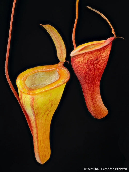 Nepenthes jamban x dubia 大森食虫植物農園