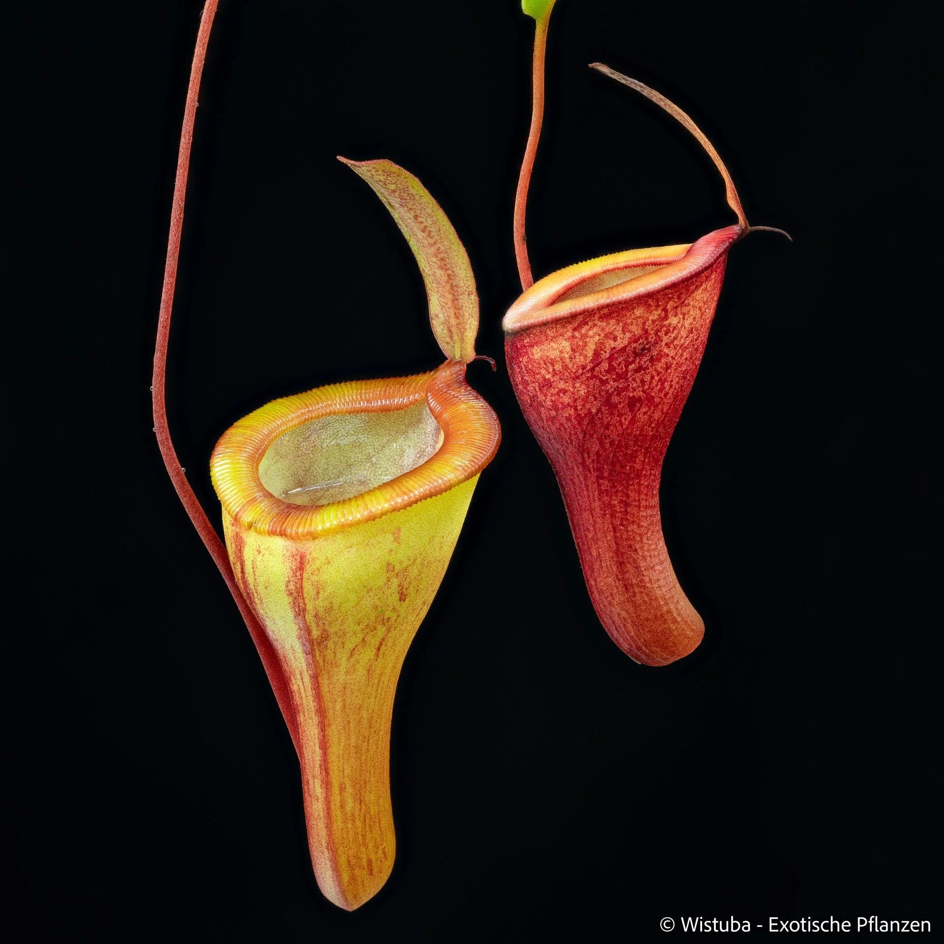 Nepenthes jamban x dubia 大森食虫植物農園