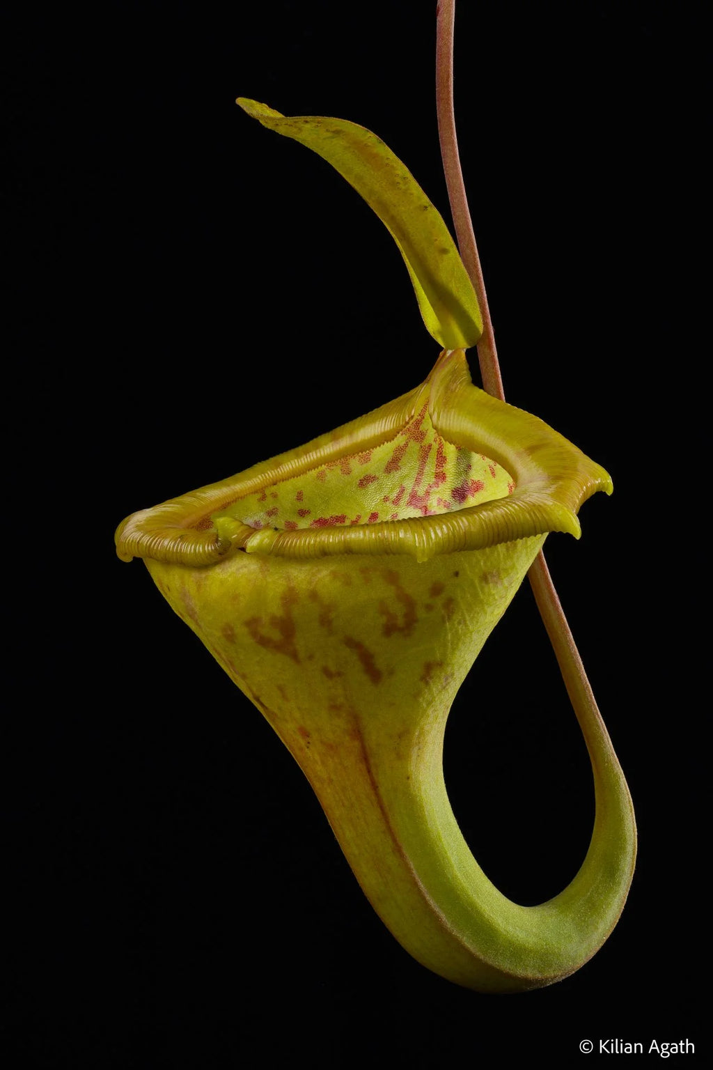 Nepenthes jamban x flava 大森食虫植物農園