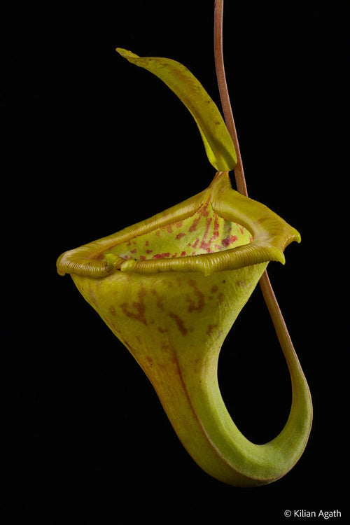 Nepenthes jamban x flava 大森食虫植物農園