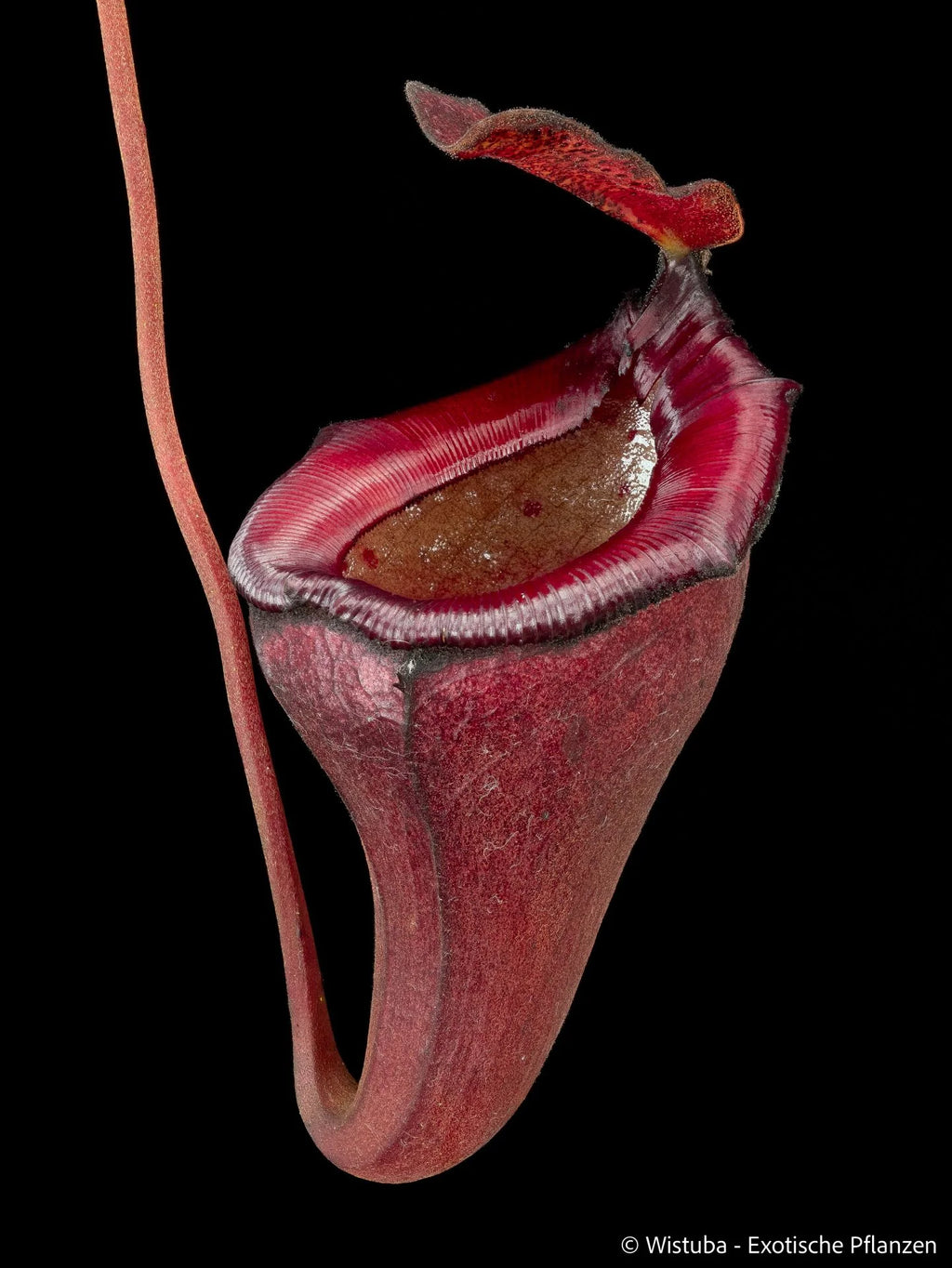 Nepenthes jamban x flava 大森食虫植物農園
