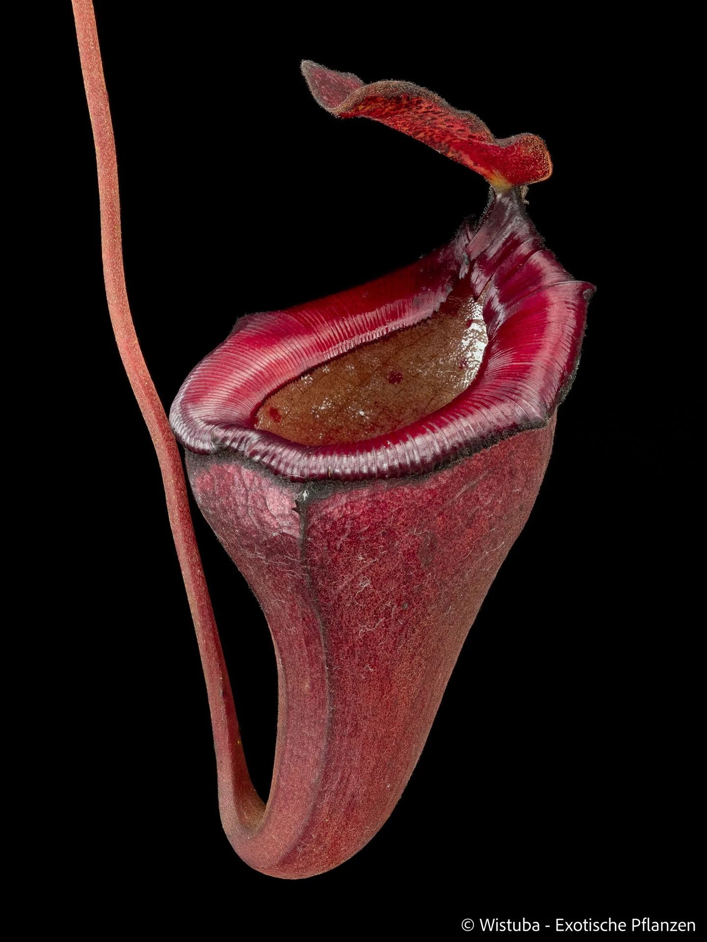 Nepenthes jamban x flava 大森食虫植物農園