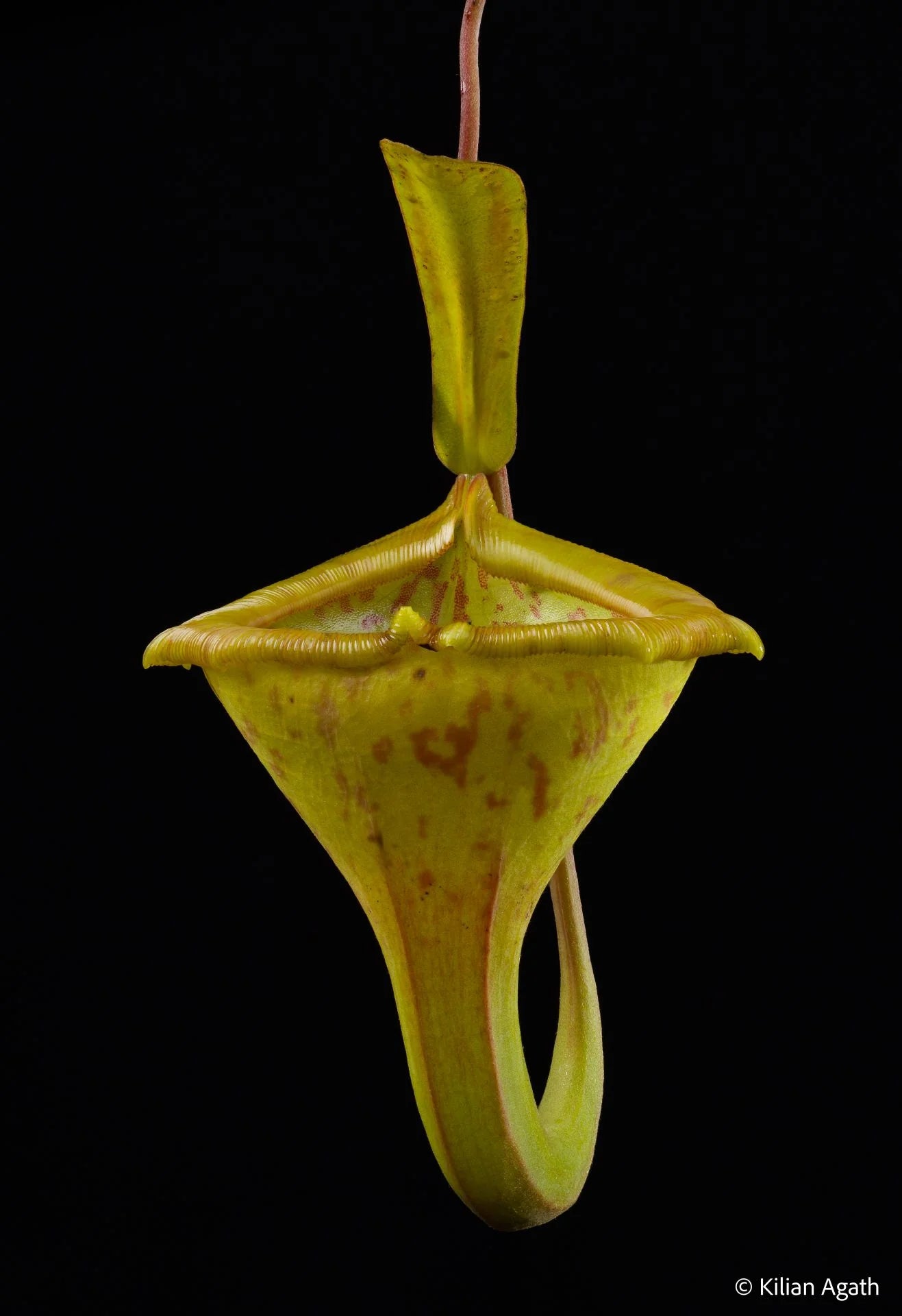 Nepenthes jamban x flava 大森食虫植物農園