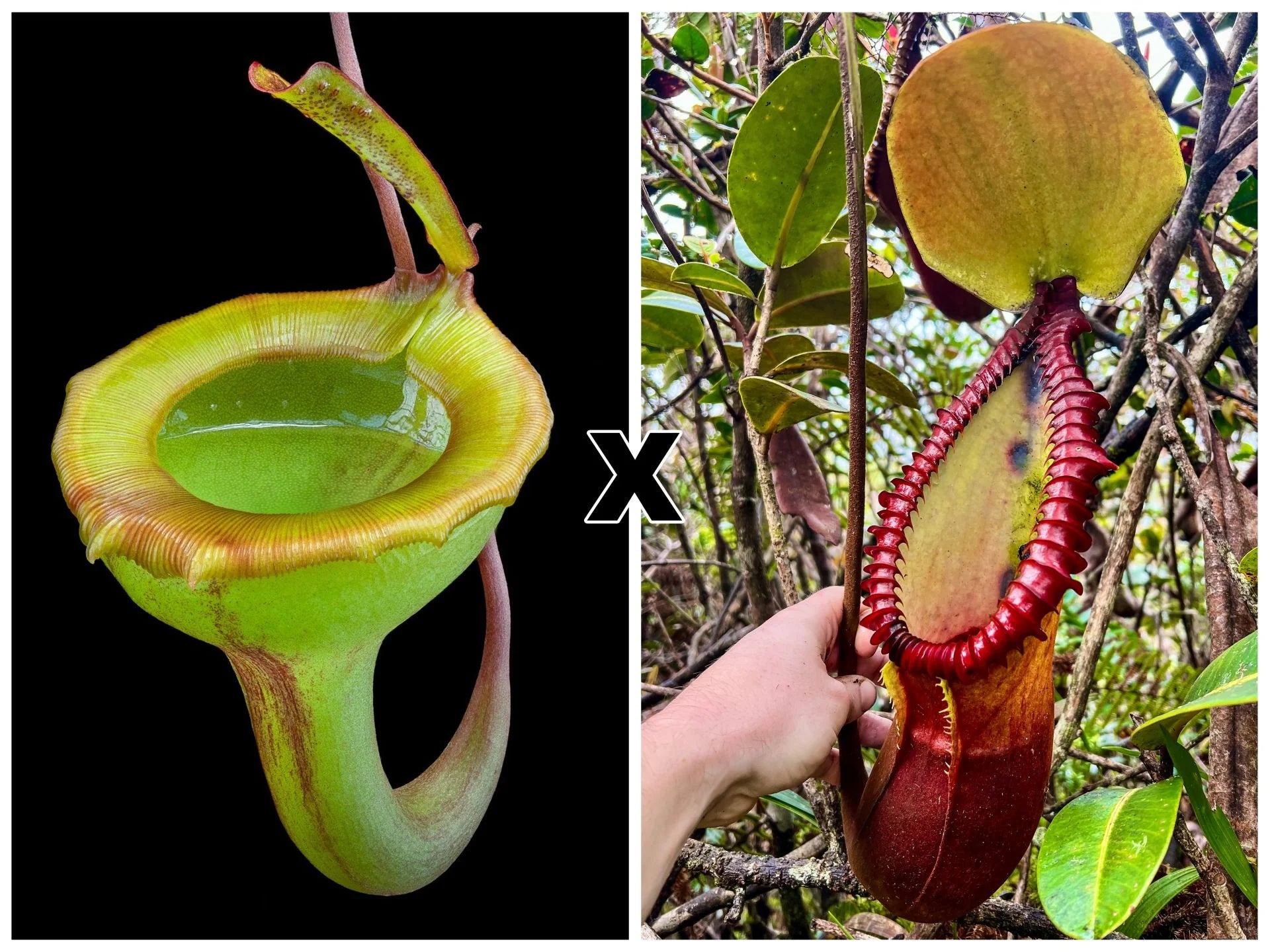 Nepenthes jamban x macrophylla 大森食虫植物農園