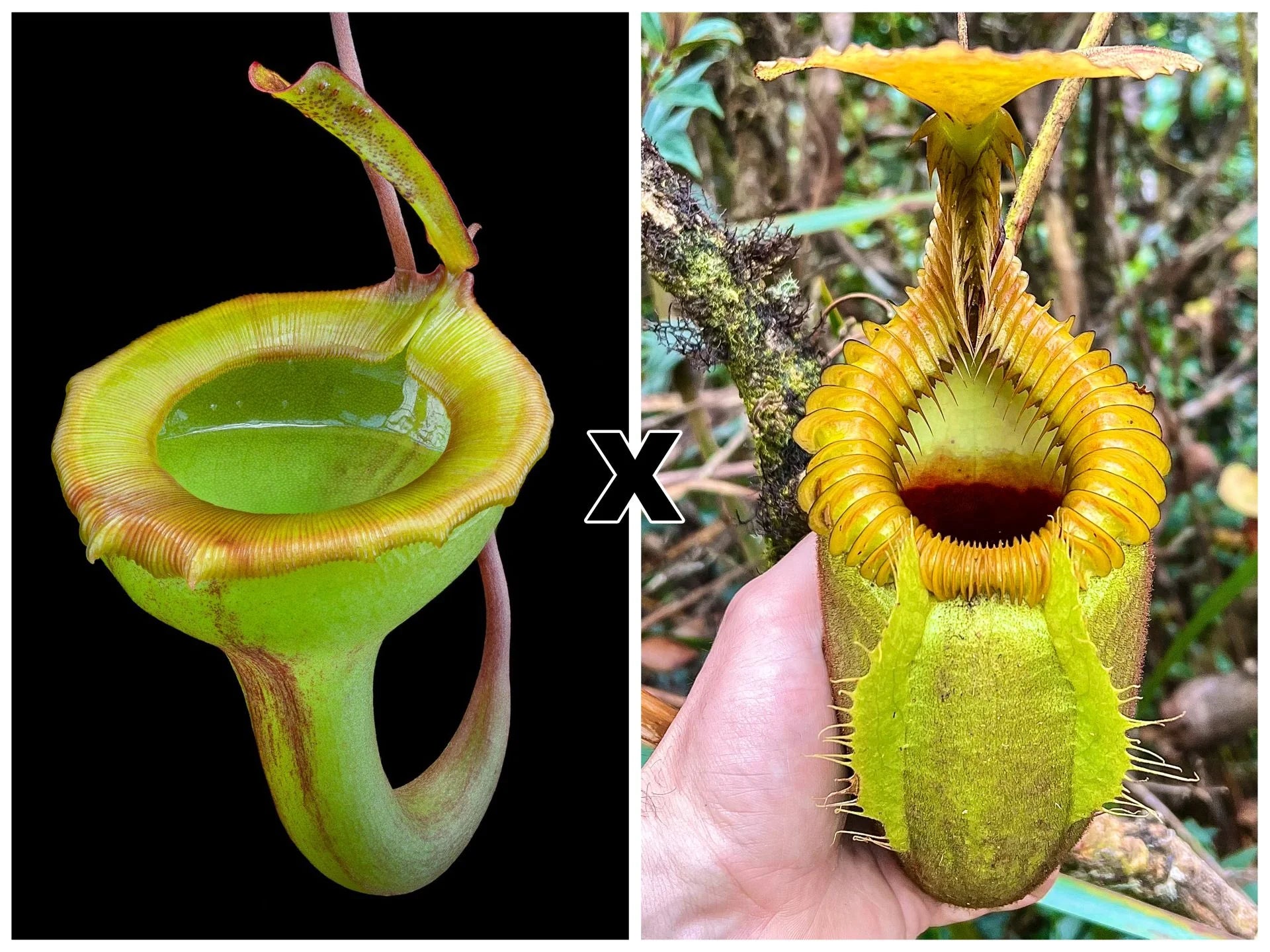 Nepenthes jamban x villosa 大森食虫植物農園
