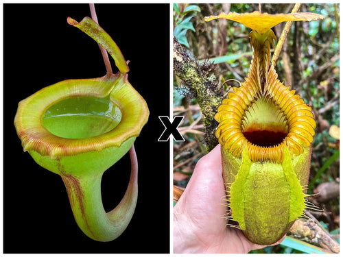 Nepenthes jamban x villosa 大森食虫植物農園