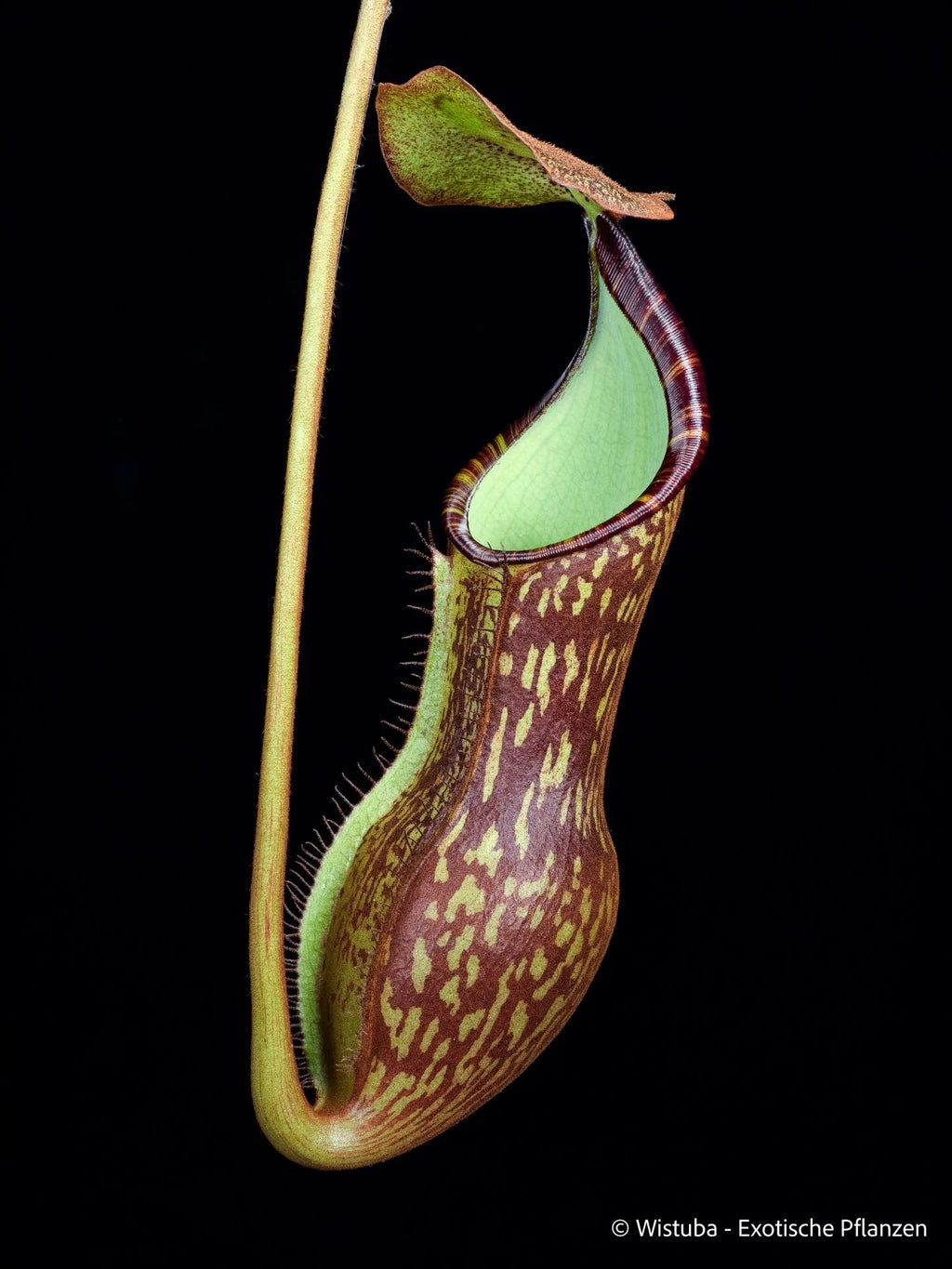 Nepenthes justiniae (Hamiguitan, Philippines) 大森食虫植物農園