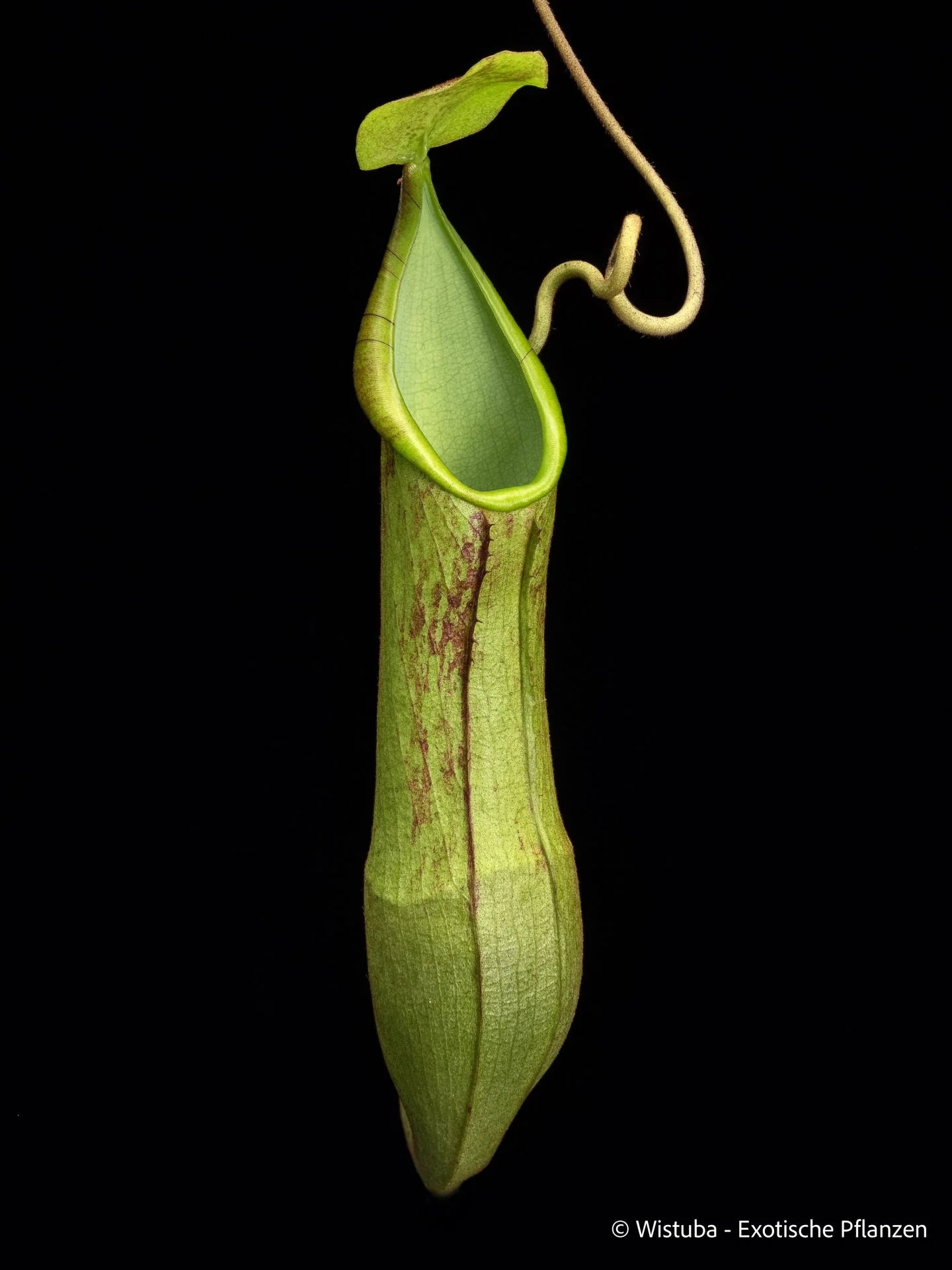 Nepenthes justiniae (Hamiguitan, Philippines) 大森食虫植物農園