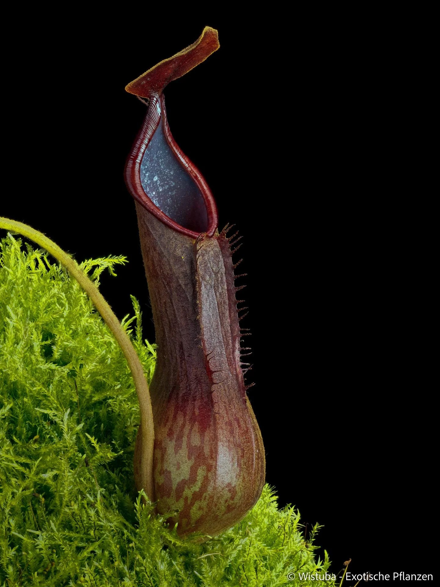 Nepenthes kitanglat 大森食虫植物農園