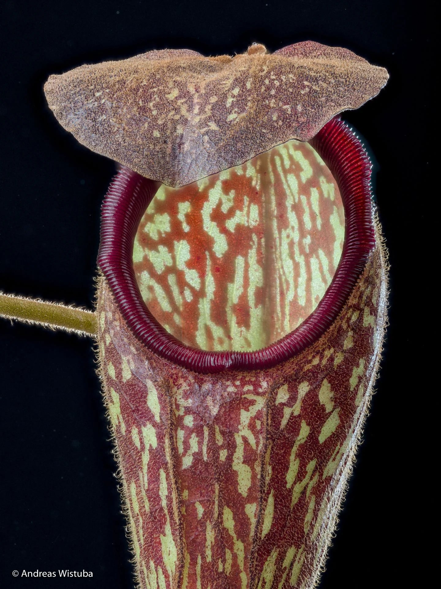 Nepenthes klossii (Wissel Lakes, Irian Jaya) 大森食虫植物農園