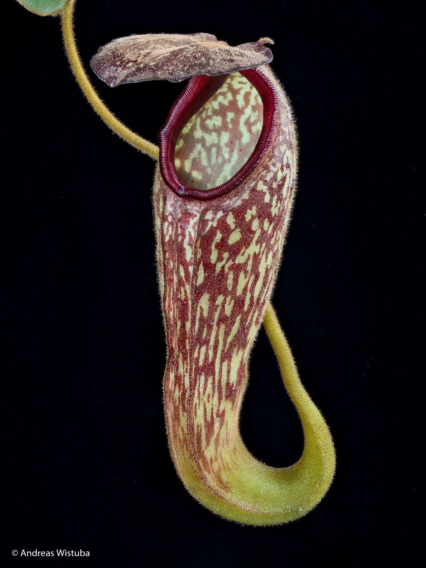 Nepenthes klossii (Wissel Lakes, Irian Jaya) 大森食虫植物農園